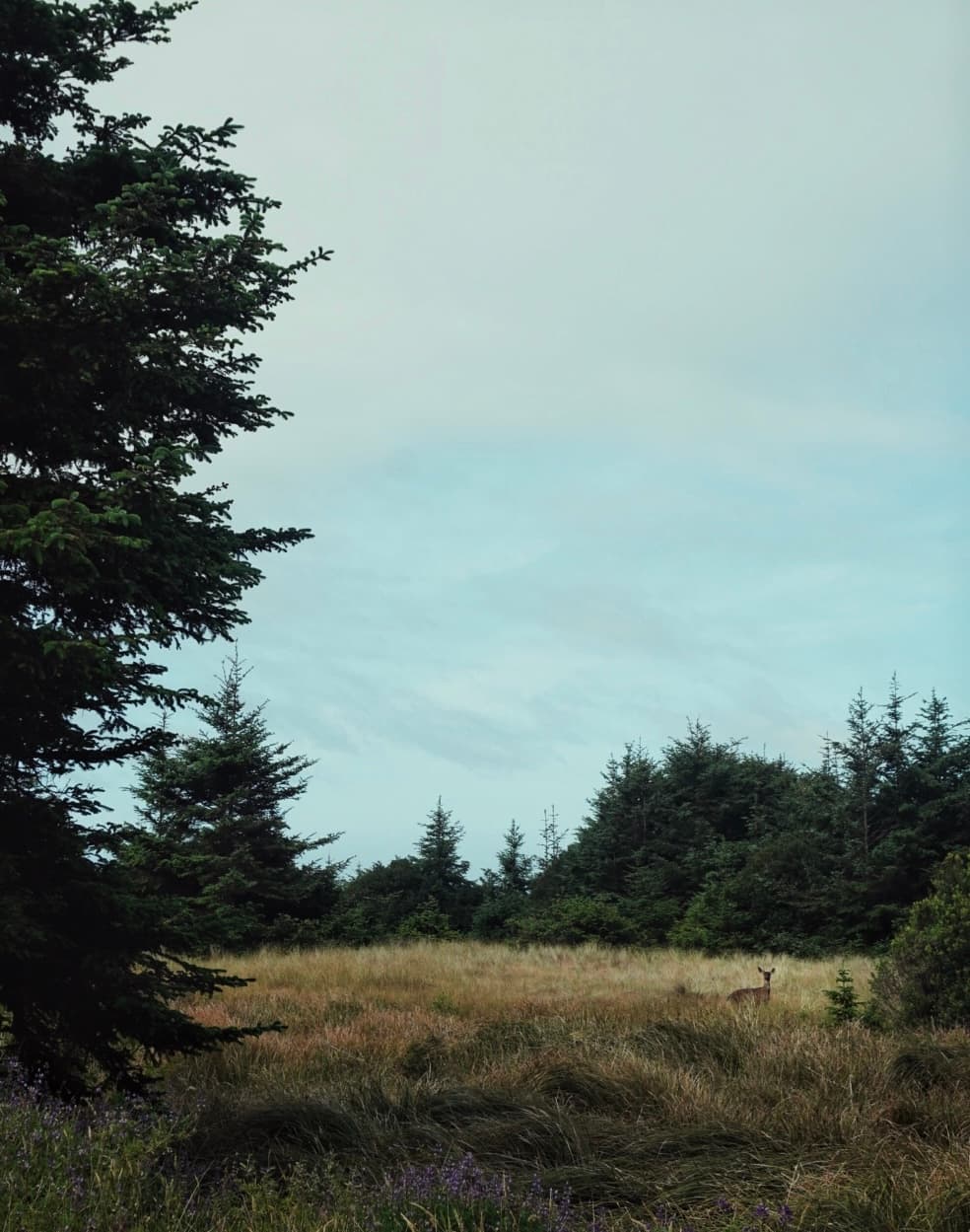 An image from my portfolio