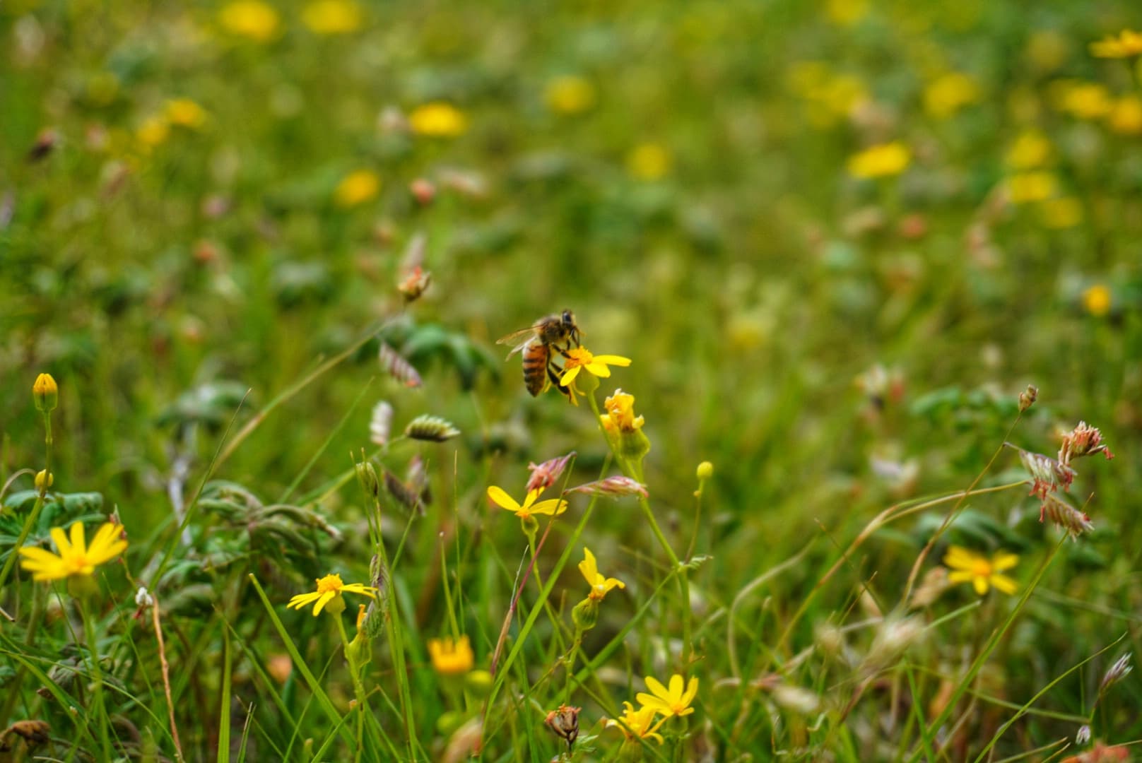 An image from my portfolio