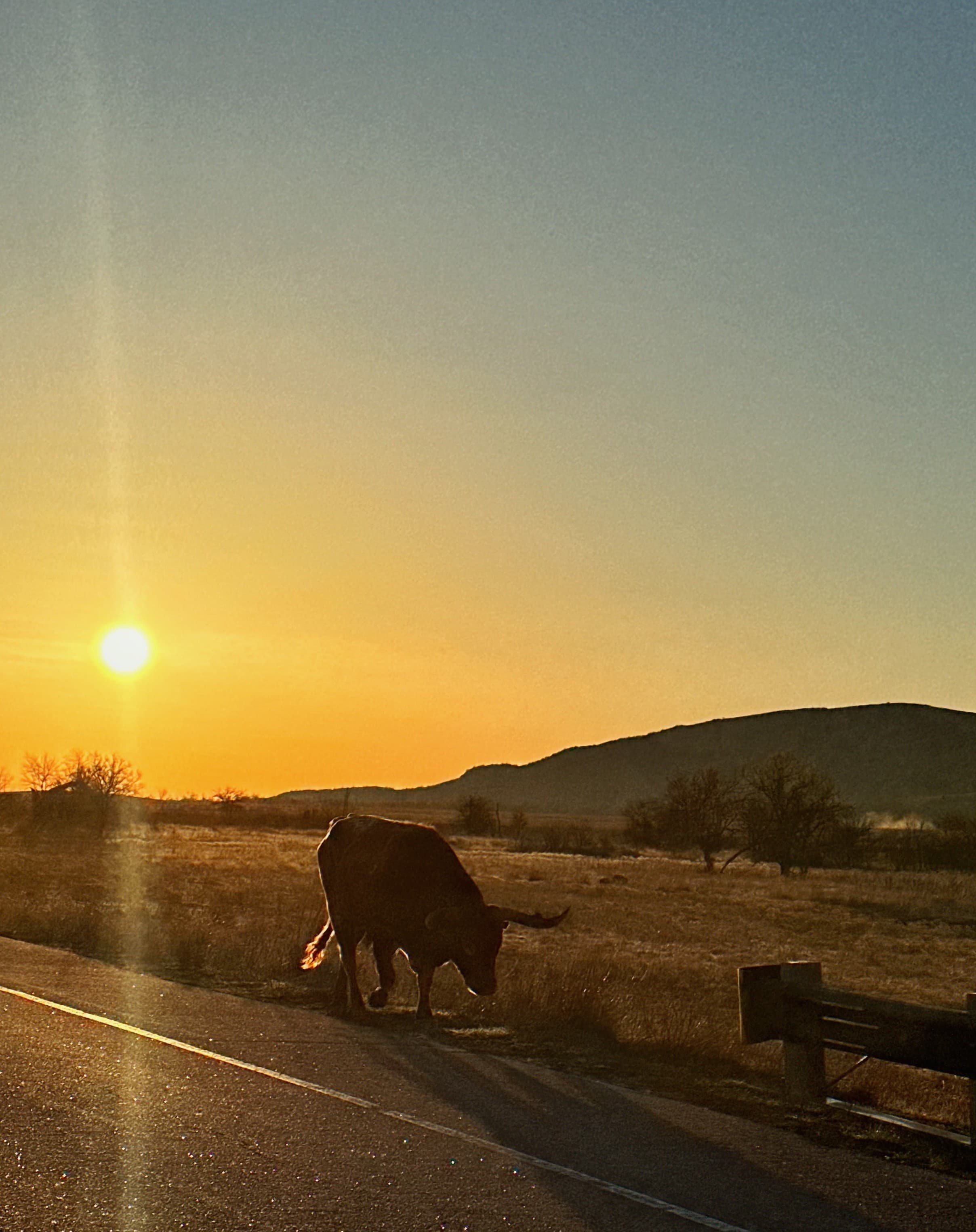 Sunset with a cow